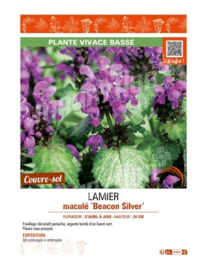 LAMIUM maculatum Beacon Silver voir LAMIER maculé