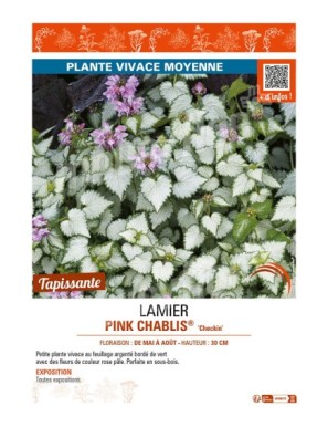 LAMIUM maculatum PINK CHABLIS® Checkin voir LAMIER