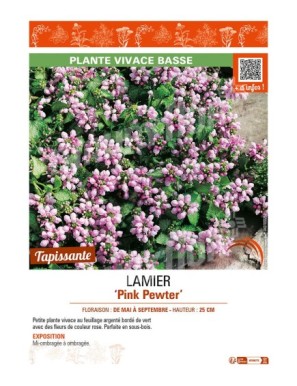 LAMIUM maculatum Pink Pewter voir LAMIER