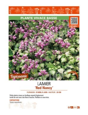 LAMIUM maculatum Red Nancy voir LAMIER