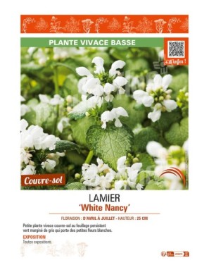 LAMIUM maculatum White Nancy voir LAMIER