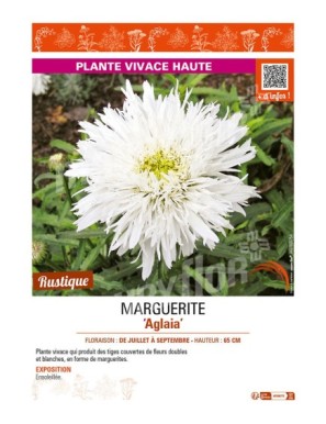 LEUCANTHEMUM maximum Aglaia voir MARGUERITE