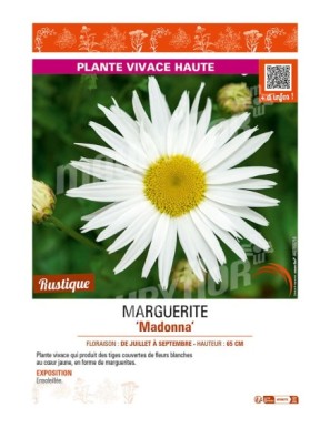 LEUCANTHEMUM maximum Madonna voir MARGUERITE