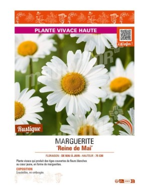 LEUCANTHEMUM vulgare Reine de Mai voir MARGUERITE