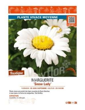 LEUCANTHEMUM x maximum Snow Lady voir MARGUERITE