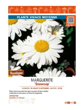 LEUCANTHEMUM x superbum Snowcap voir MARGUERITE