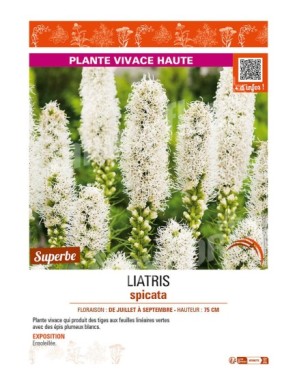 LIATRIS spicata (blanc)