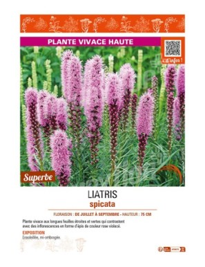 LIATRIS spicata (rose)