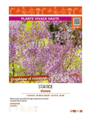LIMONIUM latifolium voir STATICE vivace