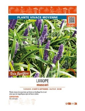 LIRIOPE muscari
