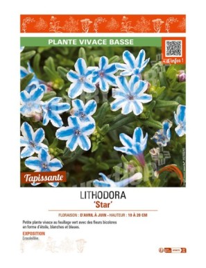 LITHODORA (diffusa) Blue Star