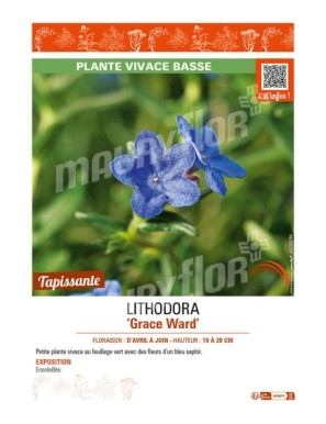 LITHODORA (diffusa) Grace Ward