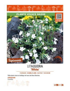 LITHODORA (diffusa) White