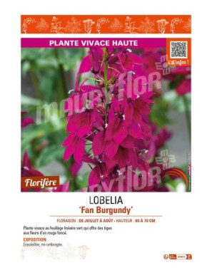 LOBELIA (speciosa) Fan Burgundy