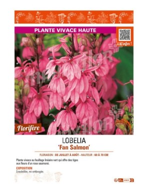 LOBELIA (speciosa) Fan Salmon