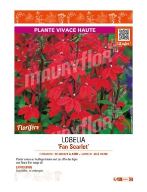LOBELIA (speciosa) Fan Scarlet