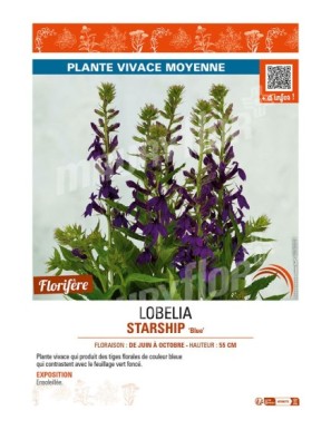 LOBELIA (x speciosa) STARSHIP Blue