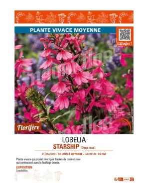 LOBELIA (x speciosa) STARSHIP Deep rose