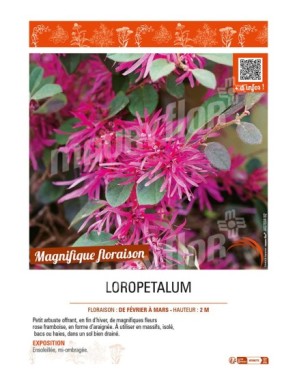 LOROPETALUM