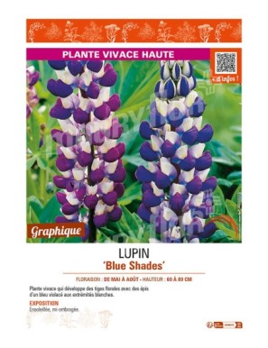 LUPINUS (polyphyllus lupini) Blue Shades