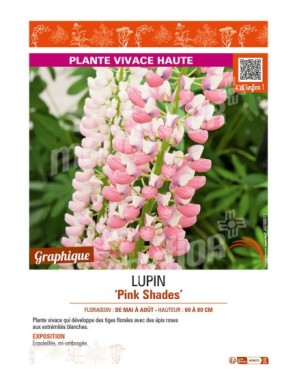 LUPINUS (polyphyllus lupini) Pink Shades