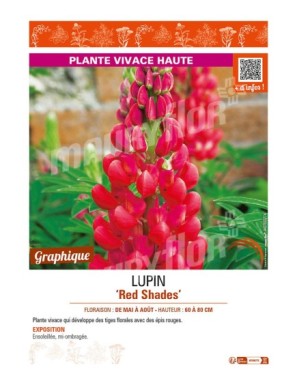 LUPINUS (polyphyllus lupini) Red Shades