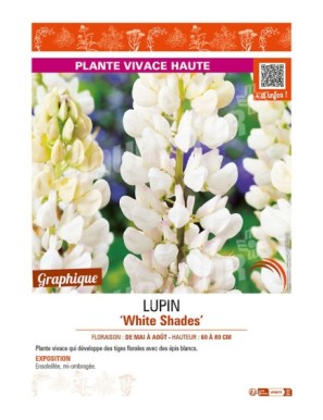 LUPINUS (polyphyllus lupini) White Shades