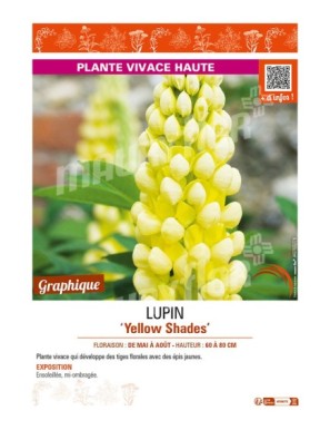 LUPINUS (polyphyllus lupini) Yellow Shades