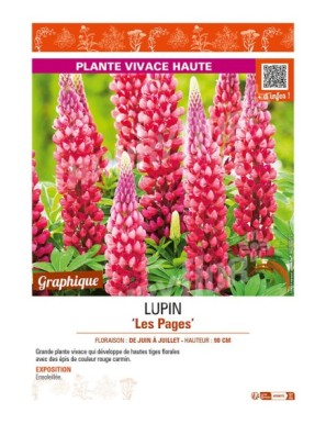 LUPINUS (polyphyllus) Les Pages