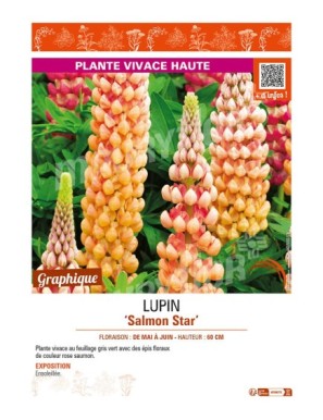 LUPINUS (polyphyllus) Salmon Star