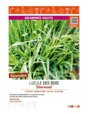 LUZULAS sylvatica Sherwood voir LUZULE DES BOIS