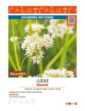 LUZULEA nivea voir LUZULE blanche