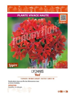 LYCHNIS (chalcedonica) Red