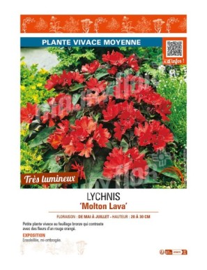 LYCHNIS (haagena) Molton Lava