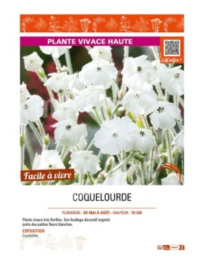 LYCHNIS coronaria voir COQUELOURDE (blanc)