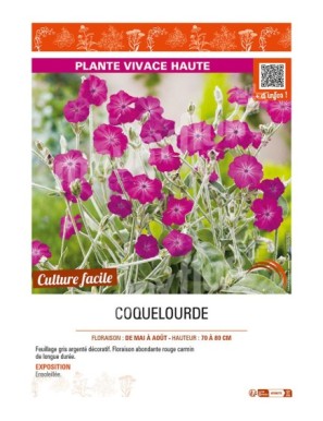 LYCHNIS coronaria voir COQUELOURDE (rose)