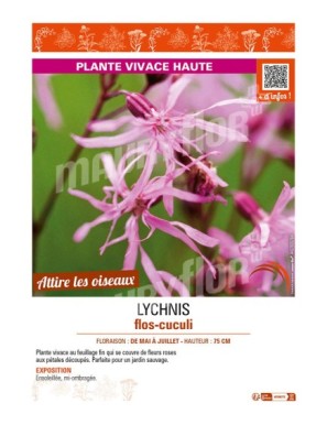 LYCHNIS flos-cuculi