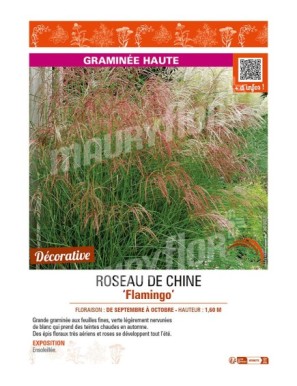 MISCANTHUS sinensis Flamingo voir ROSEAU DE CHINE