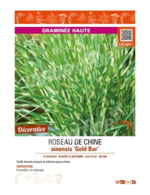 MISCANTHUS sinensis Gold Bar voir ROSEAU DE CHINE