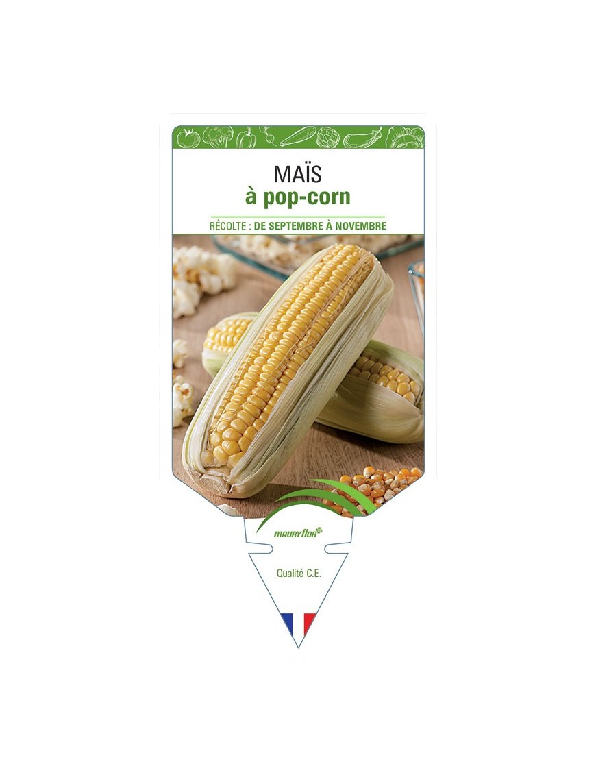 MAÏS À POP-CORN