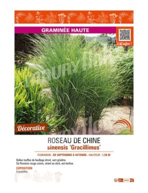 MISCANTHUS sinensis Gracillimus voir ROSEAU DE CHINE