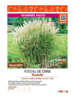 MISCANTHUS sinensis Graziella voir ROSEAU DE CHINE