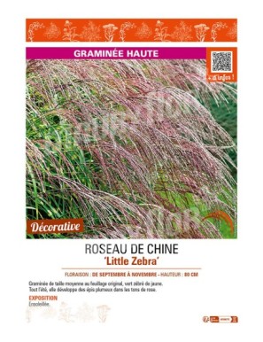 MISCANTHUS sinensis Little Zebra voir ROSEAU DE CHINE