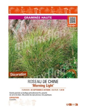 MISCANTHUS sinensis Morning Light voir ROSEAU DE CHINE