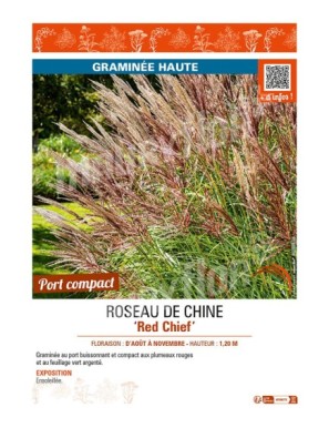 MISCANTHUS sinensis Red Chief voir ROSEAU DE CHINE