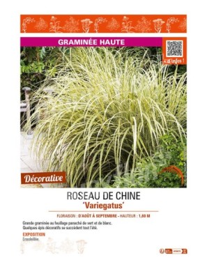 MISCANTHUS sinensis Variegatus voir ROSEAU DE CHINE