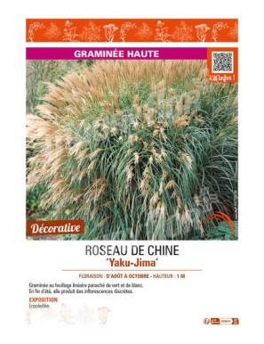 MISCANTHUS sinensis Yaku-Jima voir ROSEAU DE CHINE