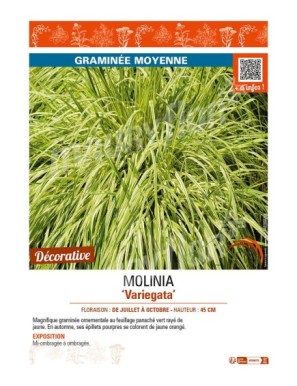 MOLINIA (caerulea) Variegata