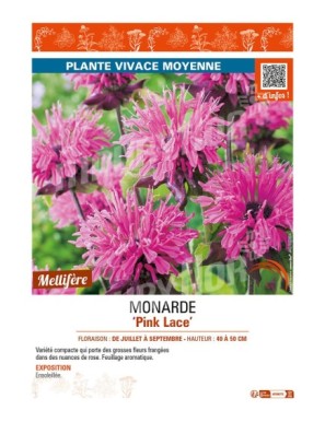 MONARDA (didyma) Pink Lace