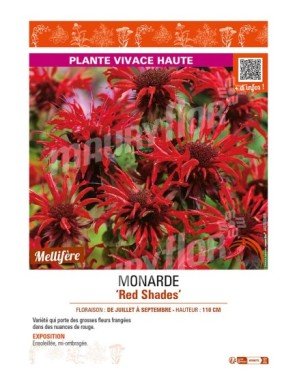 MONARDA (didyma) Red Shades